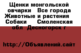 Щенки монгольской овчарки - Все города Животные и растения » Собаки   . Смоленская обл.,Десногорск г.